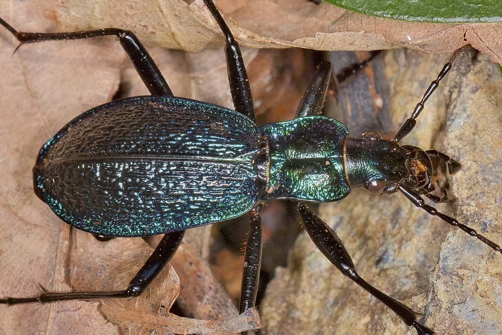 Carabus intricatus